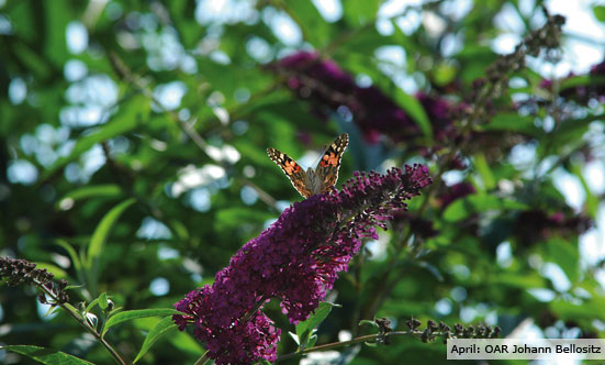2009-11-19 Siegerehrung Fotowettbewerb 2009
 09fotoWB_DSC_0030.jpg