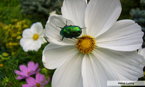 2009-11-19 Siegerehrung Fotowettbewerb 2009
 09fotoWB_DSC_0060.jpg