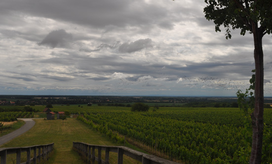 2014-07-08 Erlebnis-Zeltcamp in Lutzmannsburg
 14ZL_Lutzmannsburg-2014-081.jpg